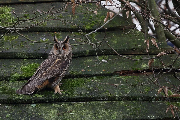 Long-eared Owl in the garden, Asio otus, The Netherlands