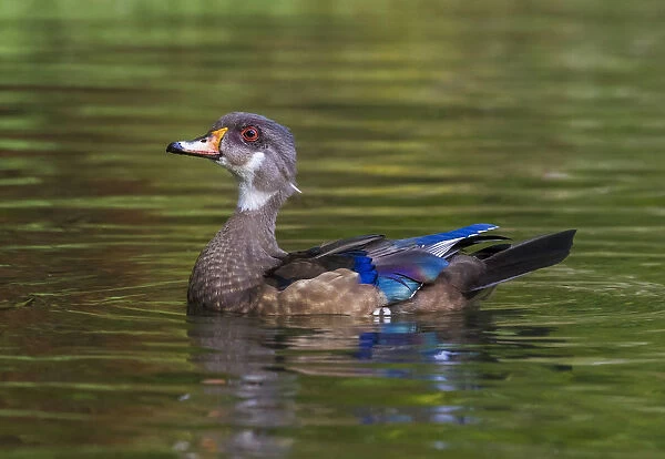 This long-stayer drake Wood Duck was firstly seen October 2002 to at least in September 2013 Here the bid is in eclipse