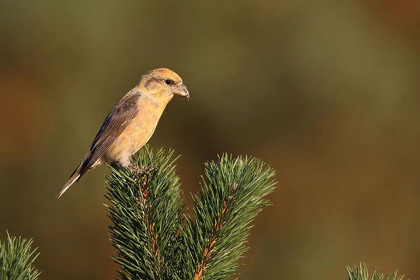 Male Red Crossbill, Loxia curvirostra, The Netherlands