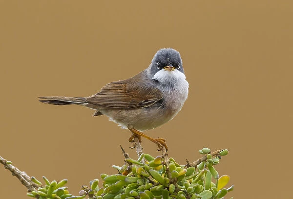 Male Spectacled Warbler (Curruca conspicillata conspicillata), Sylvia conspicillata, Morocco
