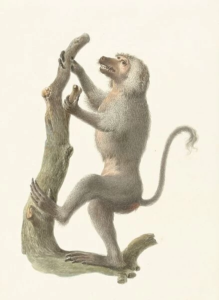 Mantle baboon monkeys apes baboon Pieter Pietersz