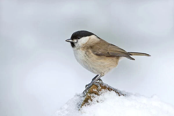 march tit zitting on snow, Netherlands
