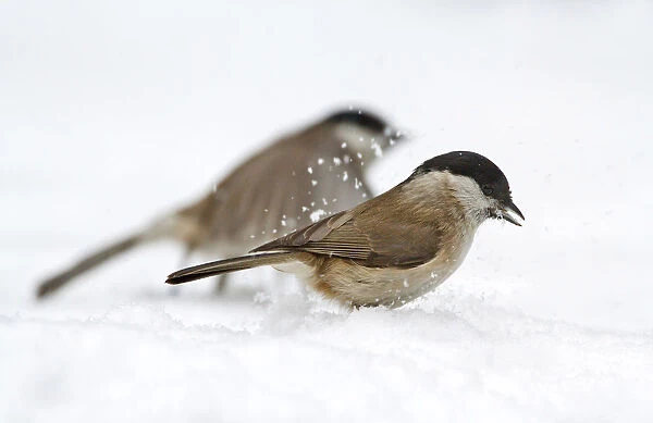 march tit zitting on snow, Netherlands