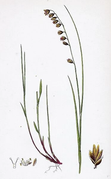 Melica nutans; Nodding Melic-grass