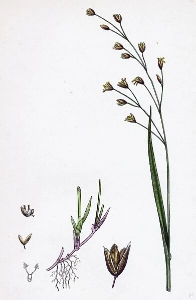 Melica uniflora; Wood Melic-grass