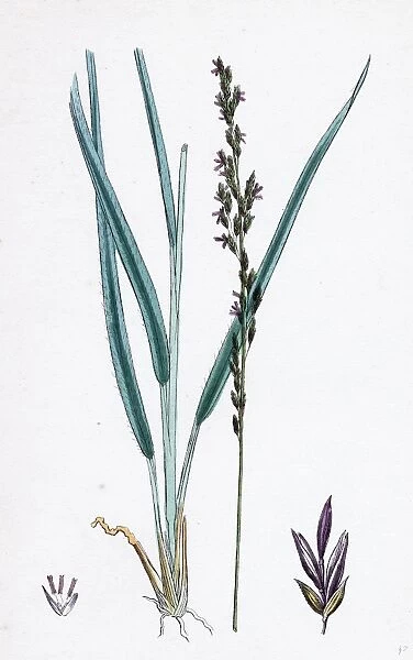 Molinia caerulea; Purple Melic-grass