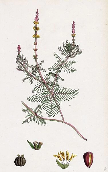 Myriophyllum spicatum; Spiked Water-Milfoil