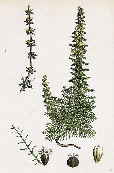 Myriophyllum verticillatum; Whorled Water-Milfoil