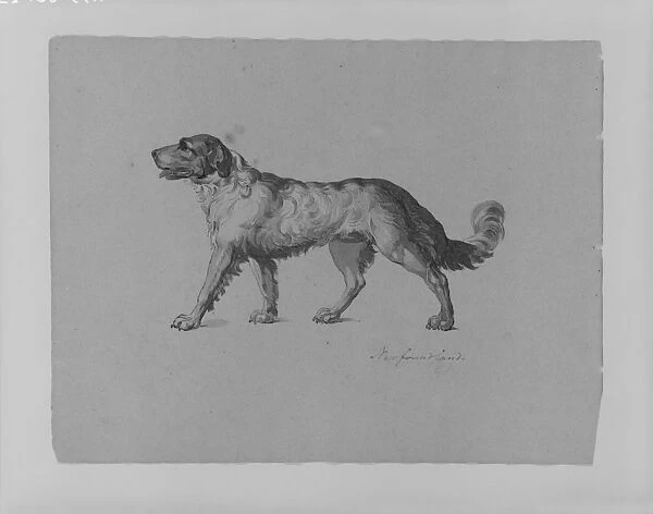 Newfoundland Dog Sketchbook 1810-20 Ink wash