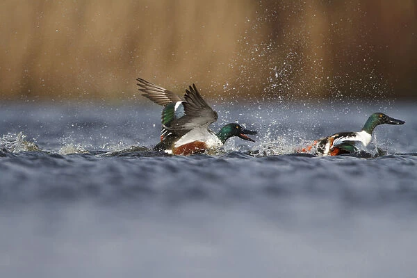 Northern Shovelers fighting for female, Spatula clypeata, Netherlands
