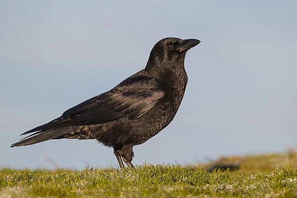 Northwestern Crow, Corvus caurinus, United States