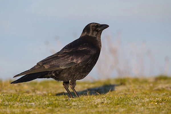 Northwestern Crow, Corvus caurinus, United States