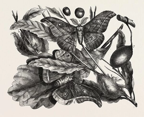 The oak silkworm. engraving 1855