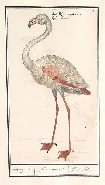 Ordinary flamingo Phoenicopterus roseus Vlaemijnck