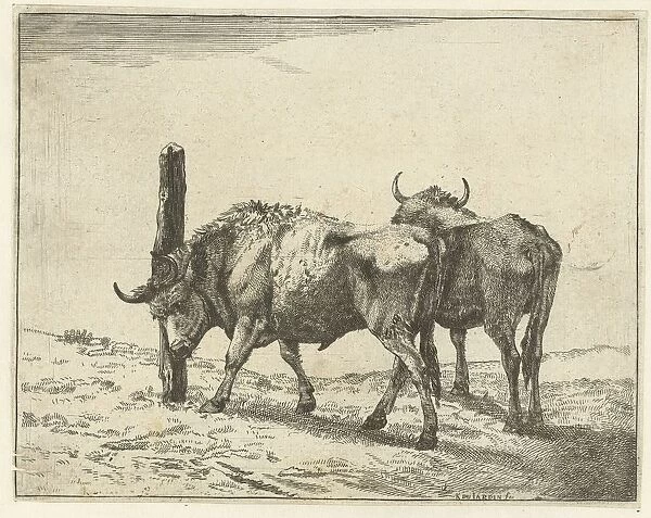 Two oxen sanding head pole Copy print Karel Dujardin