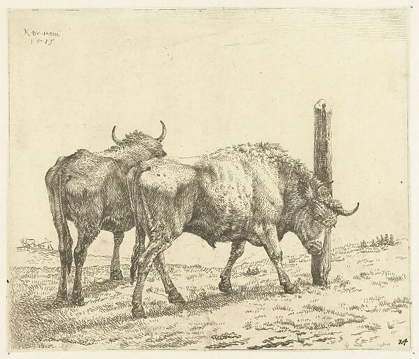 Two oxen sanding head pole ox Karel du Jardin
