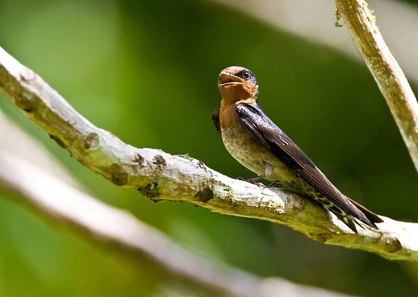 Pacific Swallow perched on branch, Hirundo tahitica
