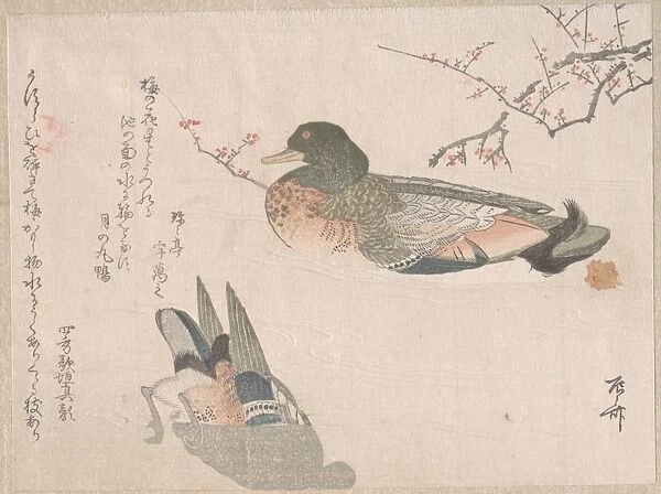 Pair Ducks Swimming 19th century Japan Part album