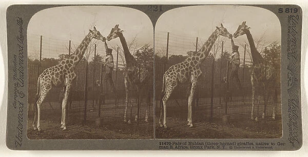 Pair Nubian three-horned giraffes native German E