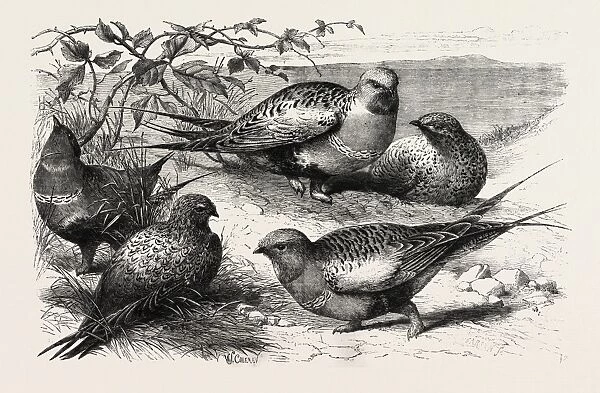 Pallas Sand-Grouse (Syrrhaptes Paradoxus) in the Zoological Societys Gardens