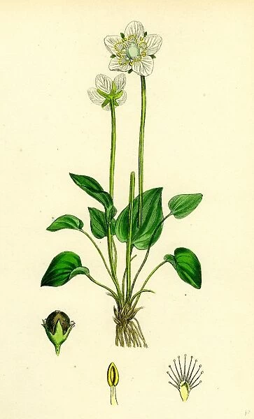 Parnassia palustris; Grass-of-Parnassus