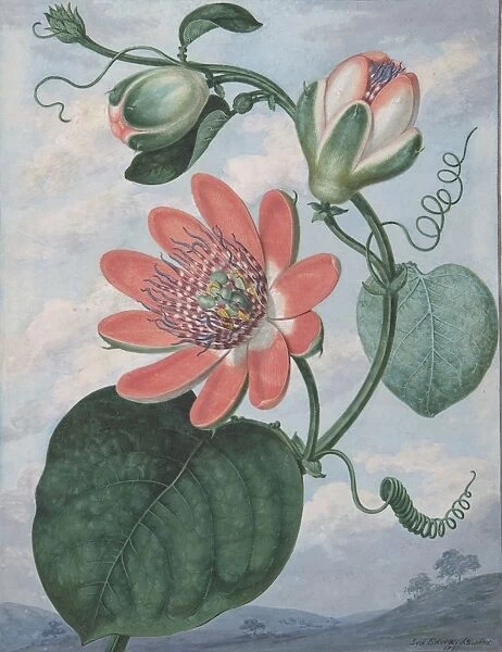 Passion Flower 1799 Gouache vellum sheet 10 3  /  8 x 7 15  /  16