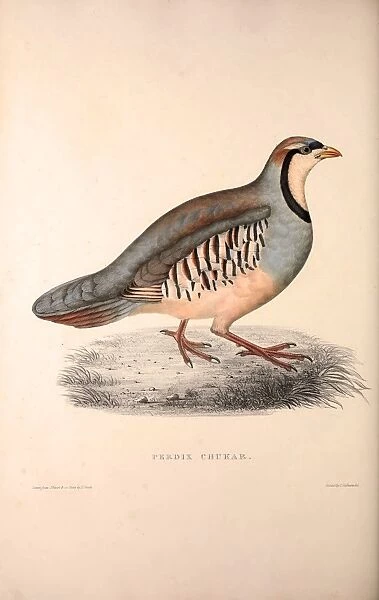 Perdix Chukar, Chukar Partridge. Eurasian upland gamebird in the pheasant family