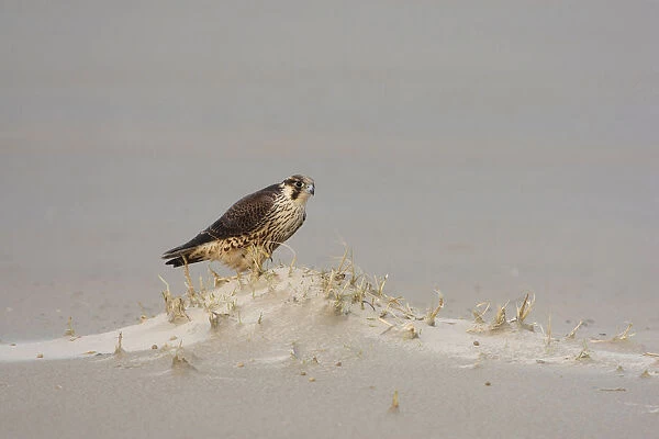 Peregrine Falcon (Falco peregrinus), Falco peregrinus, Netherlands