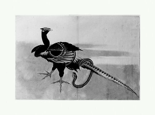 Pheasant Snake Edo period 1615-1868 18th-19th century