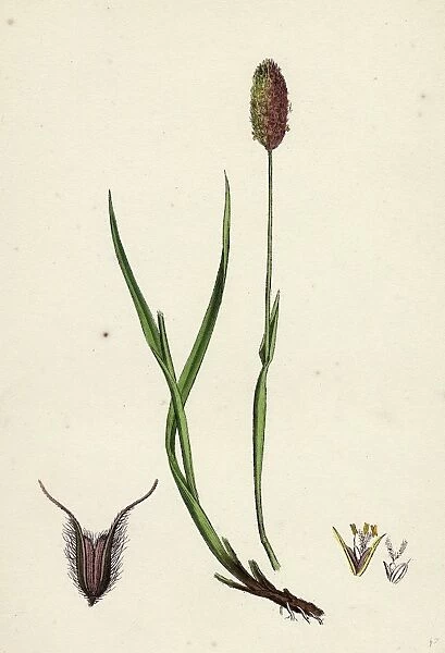 Phleum alpinum; Alpine Timothy-grass