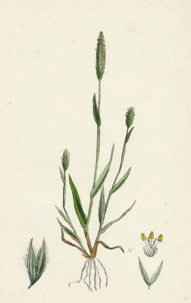 Phleum arenarium; Sand Timothy-grass