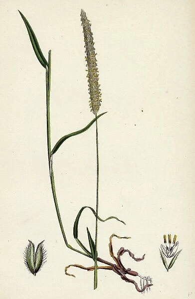 Phleum Bohmeri; Purple-stalked Timothy-grass