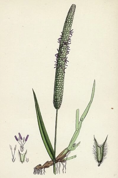 Phleum pratense, var. genuinum; Common Timothy-grass, var. a
