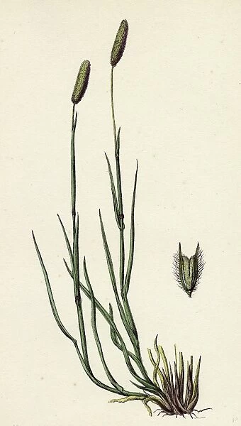 Phleum pratense, var. nodosum; Common Timothy-grass, var. B
