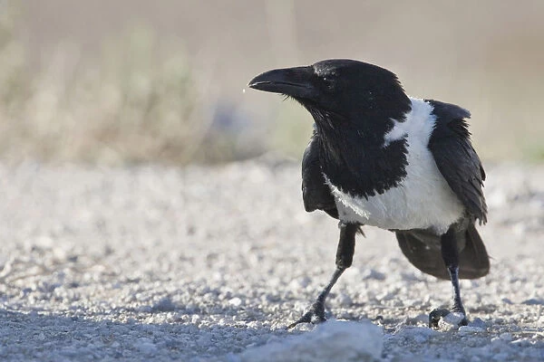 Pied Crow, Corvus albus, Namibia