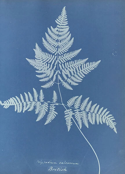 Polypodium calcareum British Anna Atkins 1799