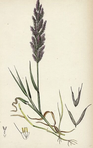 Polypogon littoralis; Perennial Beard-grass
