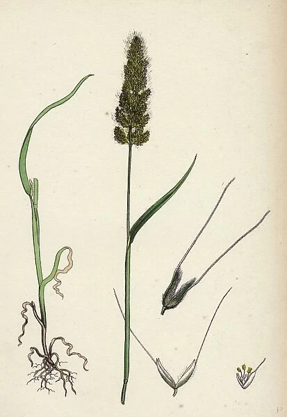 Polypogon Monspeliensis; Annual Beard-grass