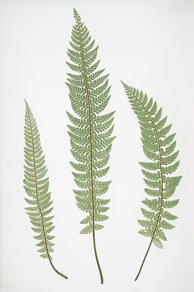 Polystichum aculeatum lobatum. The common prickly shield fern, Bradbury, Henry Riley