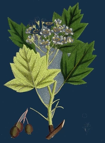 Pyrus torminalis; Wild Service-tree