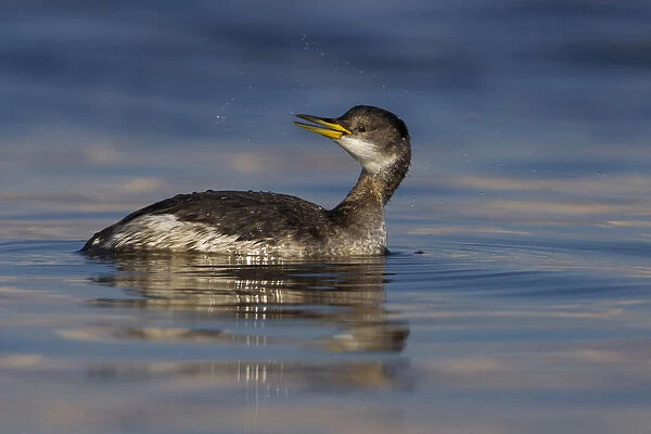 Red-necked Grebe swimming in Italian harbour, Podiceps grisegena, Italy