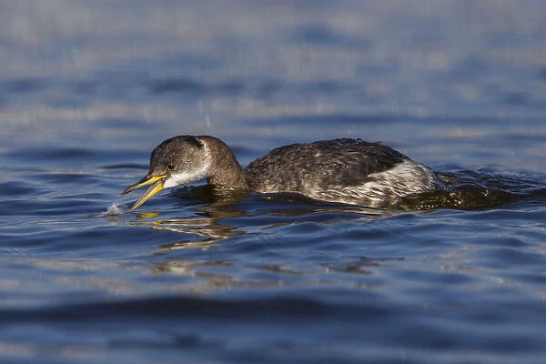 Red-necked Grebe swimming in Italian harbour, Podiceps grisegena, Italy