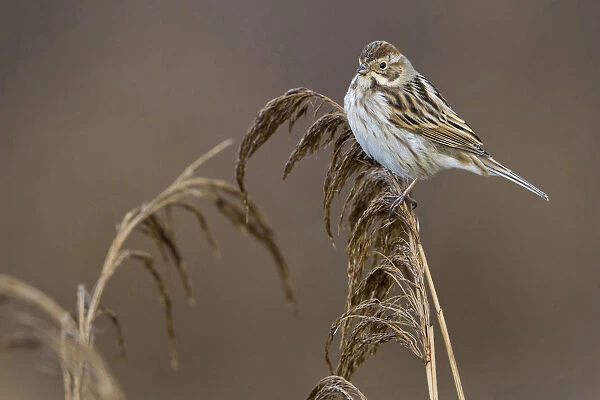 Reed Bunting, Italy