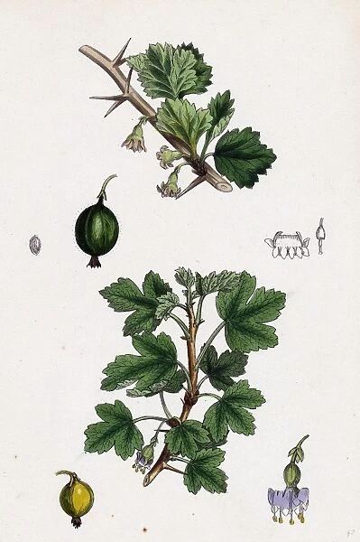 Ribes Grossularia; Gooseberry