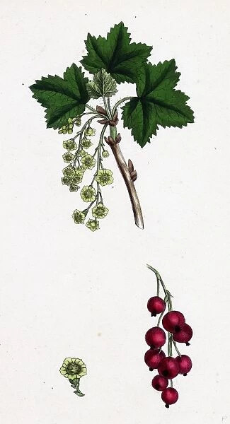 Ribes rubrum, var. sativum; Red Currant
