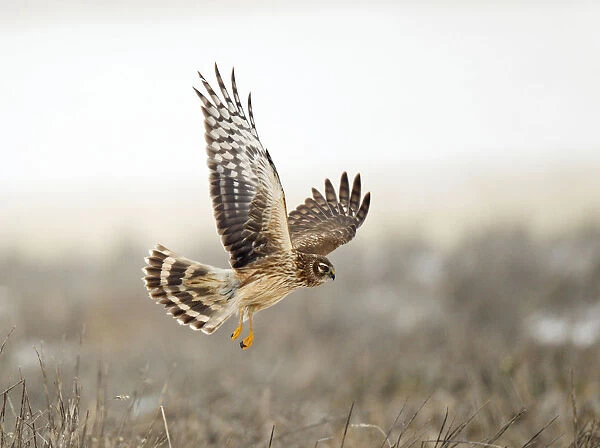 Ringtail, juvenile male Hen Harrier hunting, flying over acres, arable land, Circus cyaneus, Netherlands