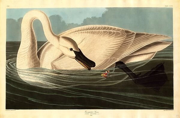 Robert Havell after John James Audubon, Trumpeter Swan, American, 1793-1878, 1838