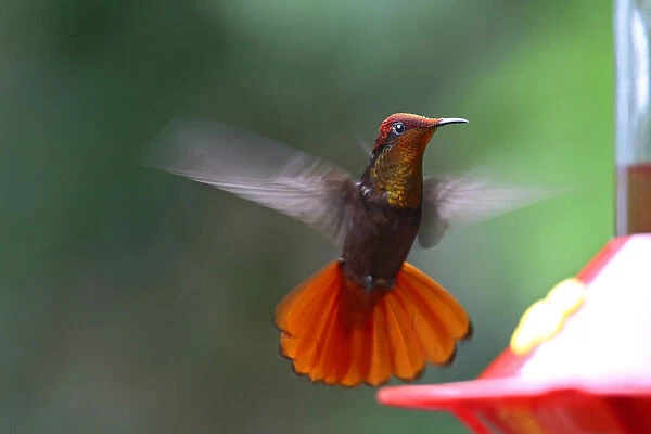 Ruby topaz Hummingbird hovering at feeder Tobago