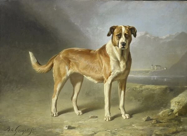 Saint Bernard Dog, Bernard te Gempt, c. 1850 - c. 1879
