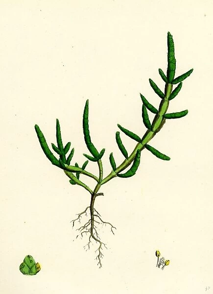 Salicornia herbacea, var. procumbens; Common Marsh-samphire, var. B
